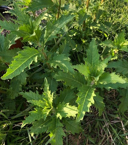 Dysphania ambrosioides / Farinello aromatico